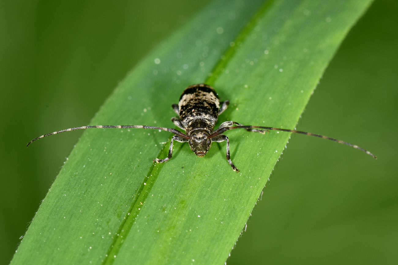 Cerambycidae: Leiopus sp.?  S !
